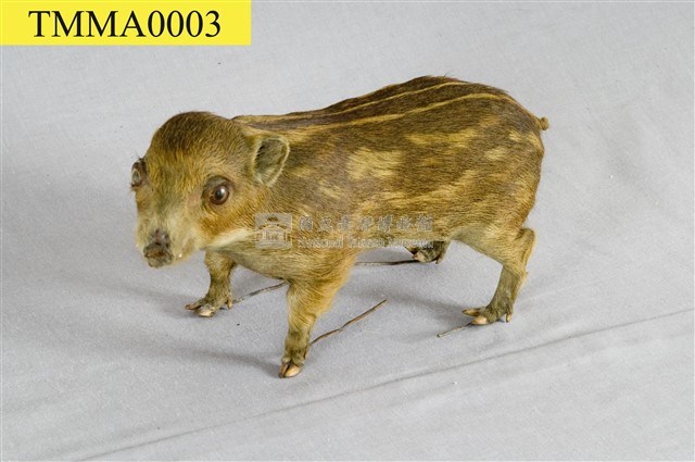 Formosan Wild Boar Collection Image, Figure 14, Total 19 Figures