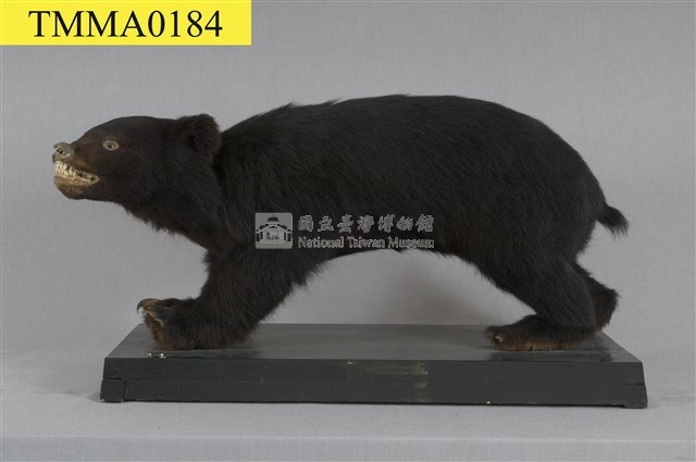 臺灣黑熊藏品圖，第13張
