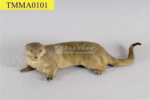 水獺藏品圖，第10張