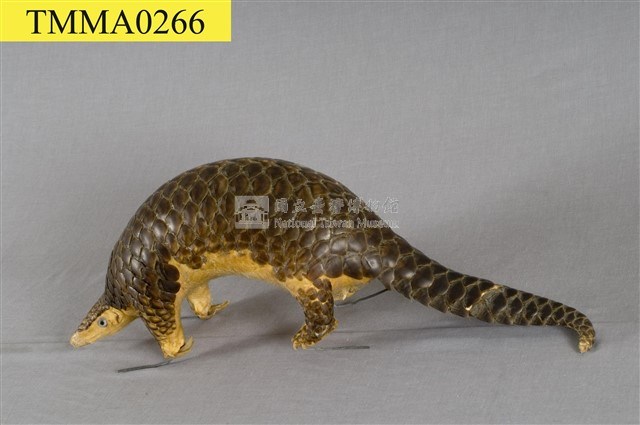 臺灣鯪鯉藏品圖，第8張