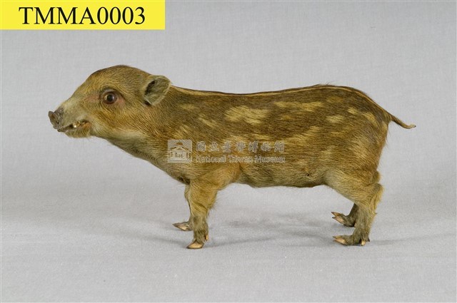 Formosan Wild Boar Collection Image, Figure 10, Total 19 Figures