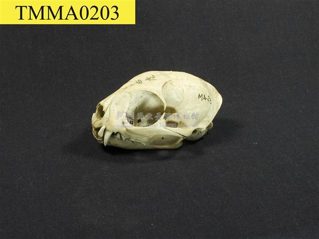 石虎頭骨藏品圖，第9張