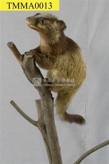 Foemosan Gem-faced Civet Collection Image, Figure 10, Total 12 Figures