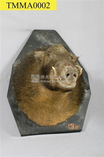 臺灣野豬藏品圖，第10張