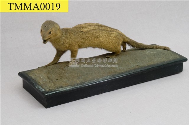 Crab-eating Mongoose Collection Image, Figure 1, Total 13 Figures