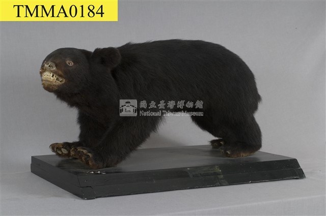 臺灣黑熊藏品圖，第9張