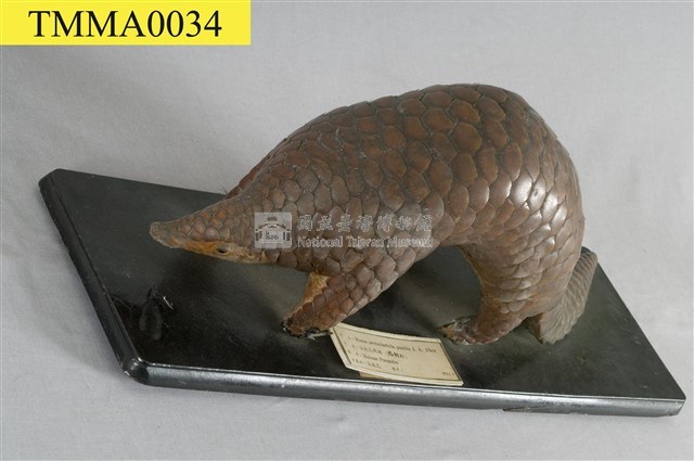 海南穿山甲藏品圖，第9張