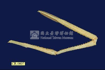 羅氏沼蝦藏品圖，第6張