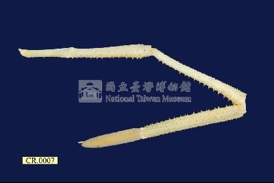羅氏沼蝦藏品圖，第7張