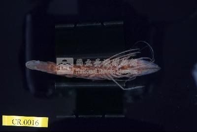 寬溝對蝦藏品圖，第2張