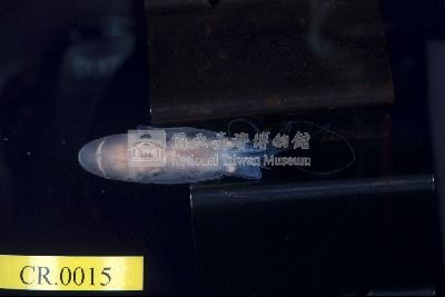 貪食沼蝦藏品圖，第2張