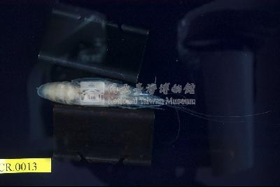 乳指沼蝦藏品圖，第2張