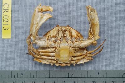 Common box crab Collection Image, Figure 2, Total 6 Figures