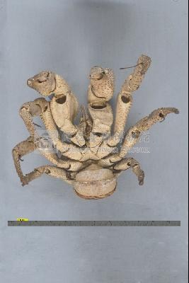 椰子蟹藏品圖，第3張