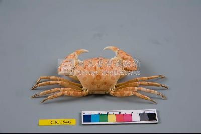 紅斑斗蟹藏品圖，第4張