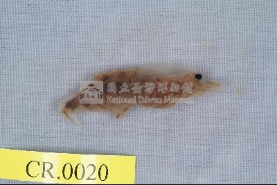 粗糙沼蝦藏品圖，第1張