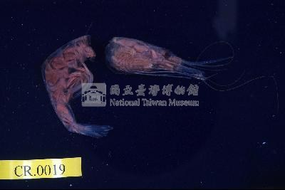 臺灣紅蝦藏品圖，第1張