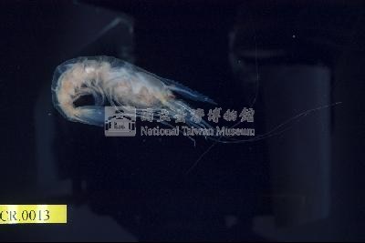 乳指沼蝦藏品圖，第1張