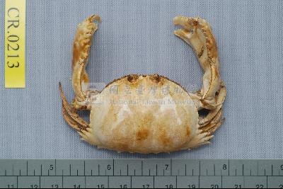 Common box crab Collection Image, Figure 1, Total 6 Figures