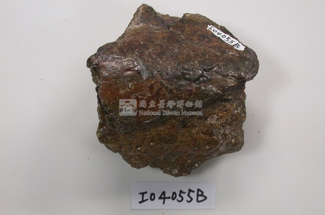 中國犀牛肢骨化石(模)藏品圖，第1張