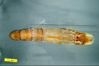 Accession Number:TMCD000009 Collection Image, Figure 1, Total 3 Figures