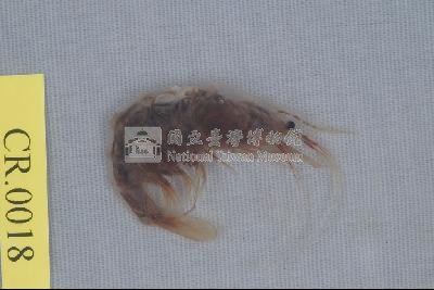 潔白長臂蝦藏品圖，第1張