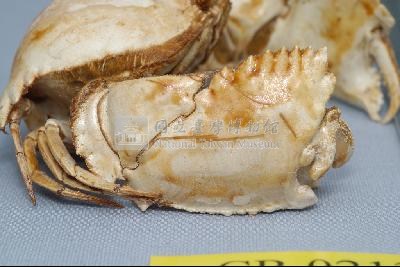 Common box crab Collection Image, Figure 6, Total 6 Figures