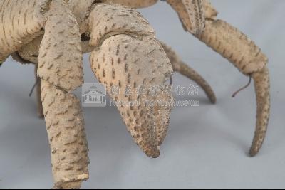 椰子蟹藏品圖，第6張