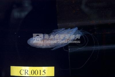 貪食沼蝦藏品圖，第3張