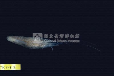 乳指沼蝦藏品圖，第3張