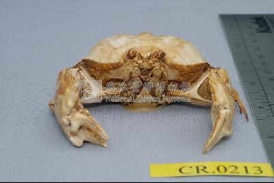 Common box crab Collection Image, Figure 3, Total 6 Figures