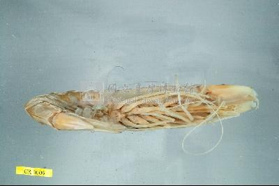 Accession Number:TMCD000009 Collection Image, Figure 3, Total 3 Figures