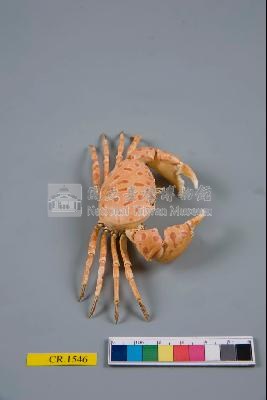 紅斑斗蟹藏品圖，第5張