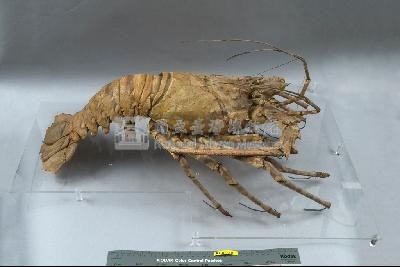 錦繡龍蝦藏品圖，第5張