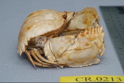 Common box crab Collection Image, Figure 5, Total 6 Figures