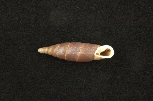 臺灣仿煙管蝸牛藏品圖，第2張