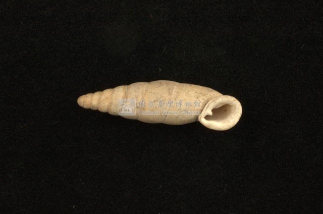 臺灣仿煙管蝸牛藏品圖，第2張