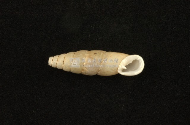 臺灣仿煙管蝸牛藏品圖，第2張