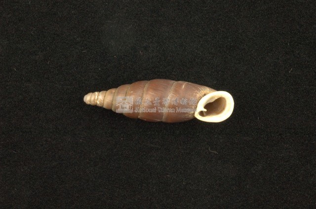 臺灣仿煙管蝸牛藏品圖，第2張