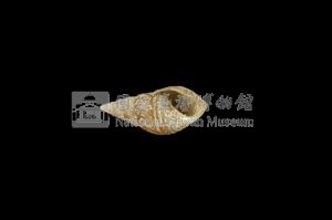 流紋蜷藏品圖，第3張