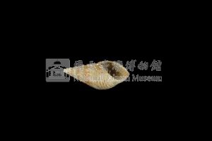 流紋蜷藏品圖，第3張