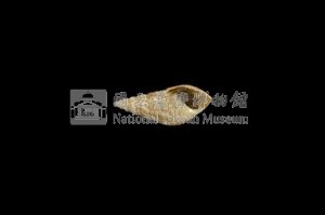 流紋蜷藏品圖，第3張