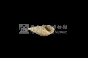 流紋蜷藏品圖，第3張