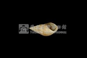 流紋蜷藏品圖，第3張