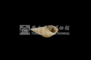 流紋蜷藏品圖，第3張