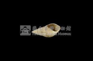 流紋蜷藏品圖，第3張