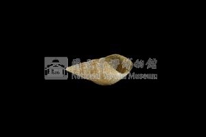 流紋蜷藏品圖，第3張