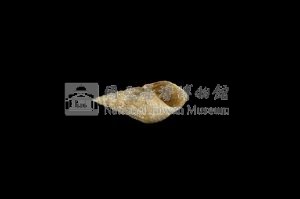 流紋蜷藏品圖，第3張