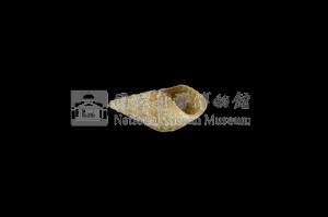 流紋蜷藏品圖，第3張