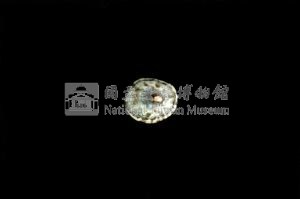 花邊青螺藏品圖，第2張